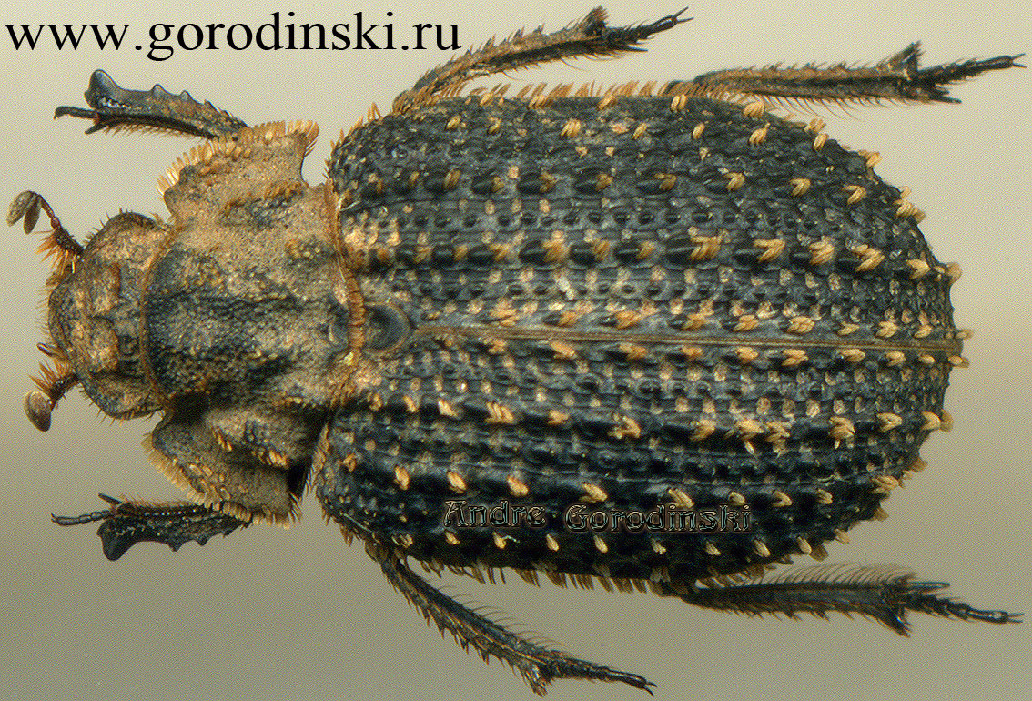 http://www.gorodinski.ru/scarabs/Trox sulcatus.jpg